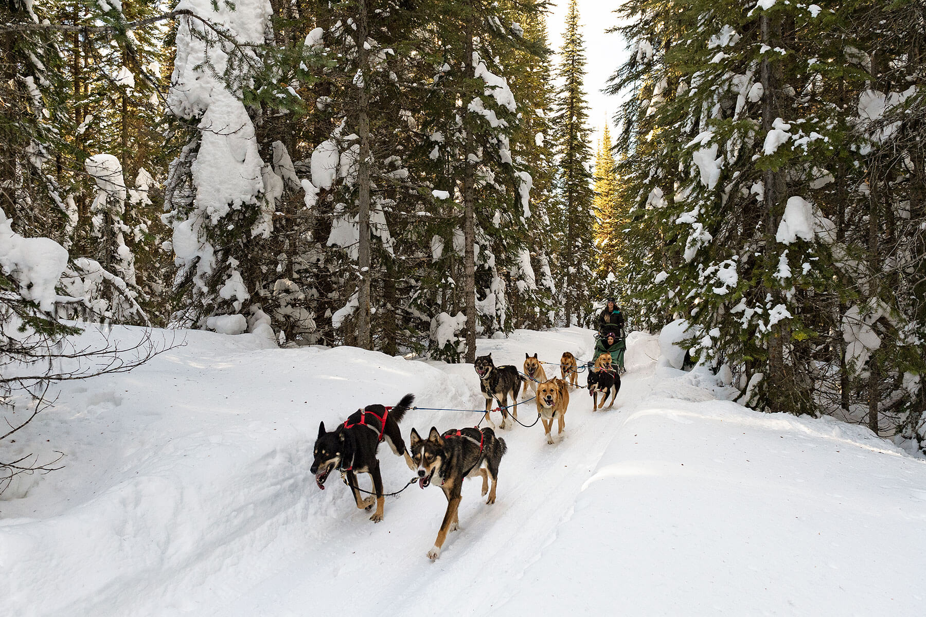 Dogsled tour
